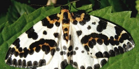 Moljac na ogrozda: mjere kontrole i prevencije